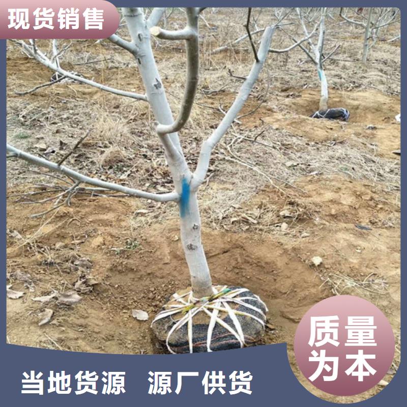 核桃苗徐香獼猴桃樹苗精選廠家好貨