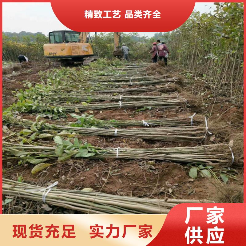 【核桃苗梨樹苗基地現貨交易】