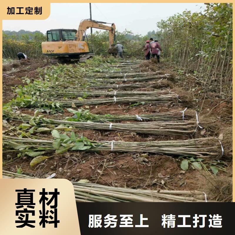 核桃苗,大棚草莓苗客戶滿意度高