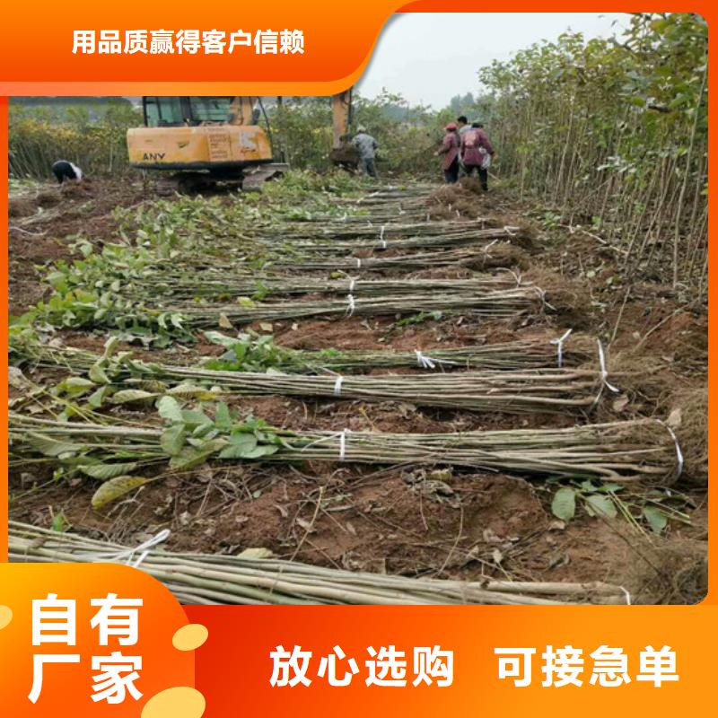 核桃苗,大棚草莓苗一站式供應廠家