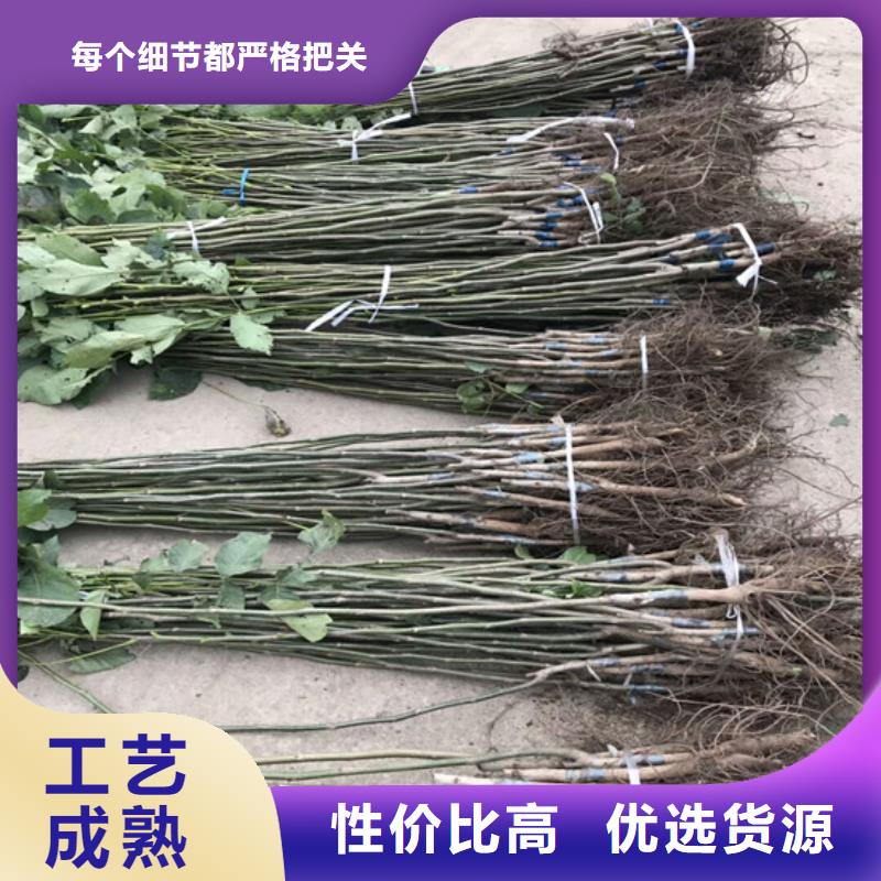 核桃苗蘋果苗基地用心服務(wù)