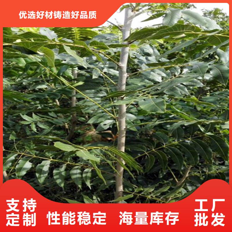 核桃苗_紅肉西梅優良材質