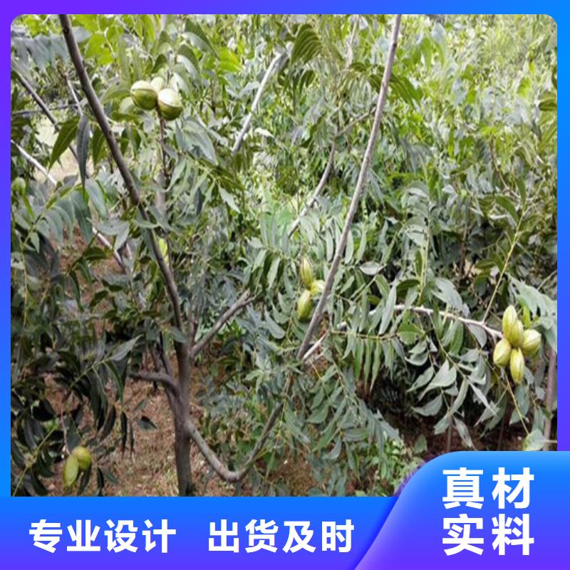 核桃苗,草莓苗價格符合標準