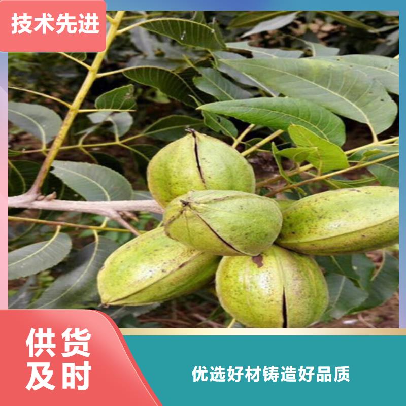 核桃苗大紅袍花椒苗產地工廠