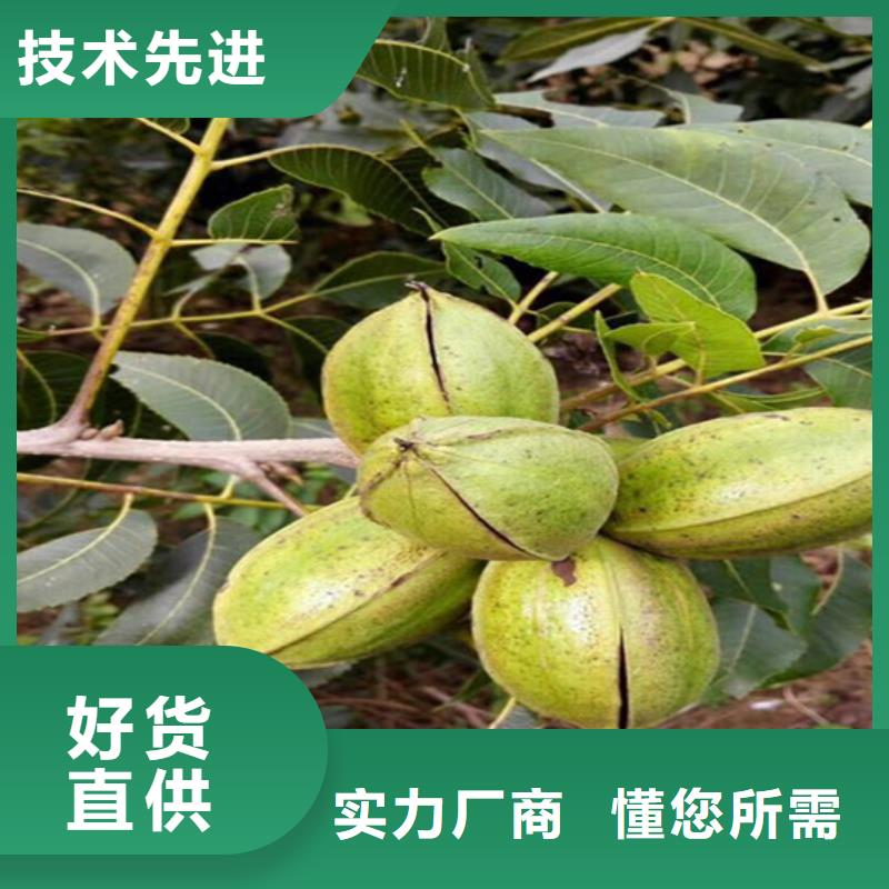 核桃苗藍寶石葡萄樹苗經久耐用