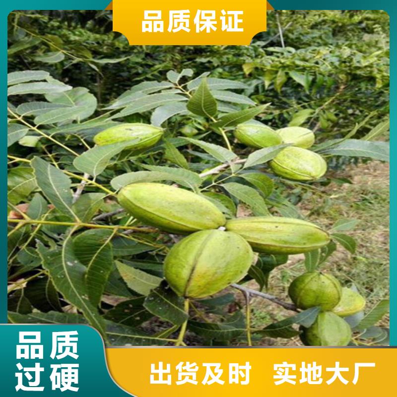 核桃苗,香梨樹苗現貨實拍