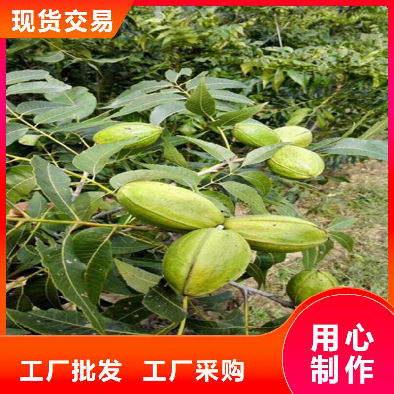 核桃苗_櫻桃苗基地制造生產(chǎn)銷售