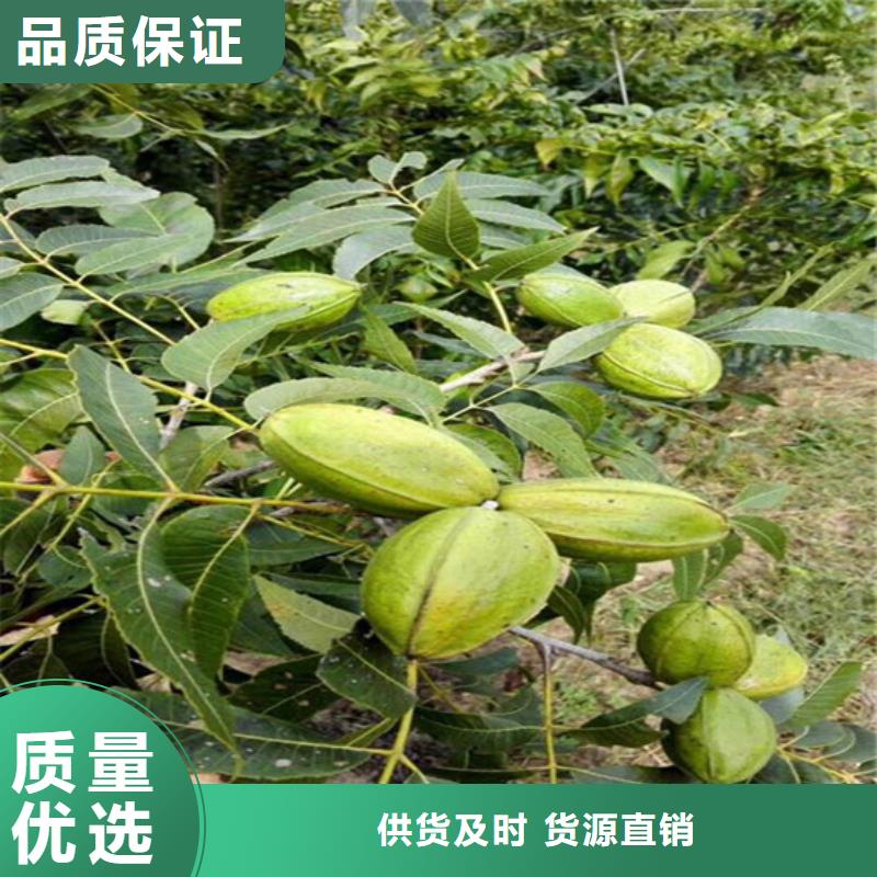 核桃苗蘋果苗基地用心服務(wù)