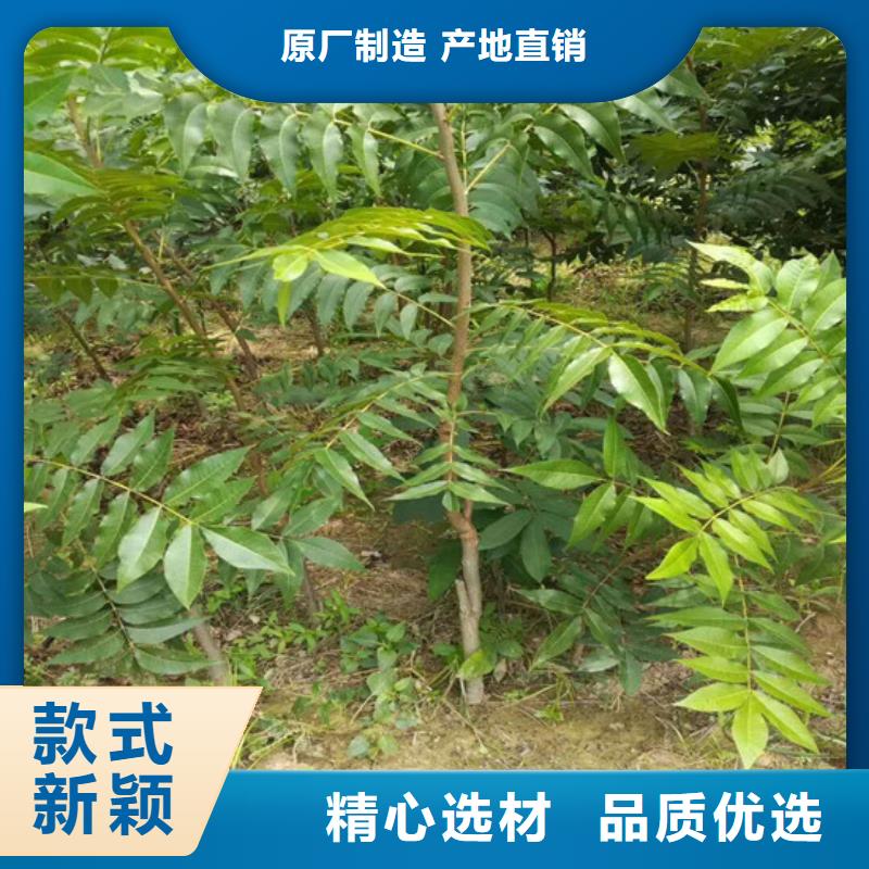 核桃苗果樹苗老品牌廠家