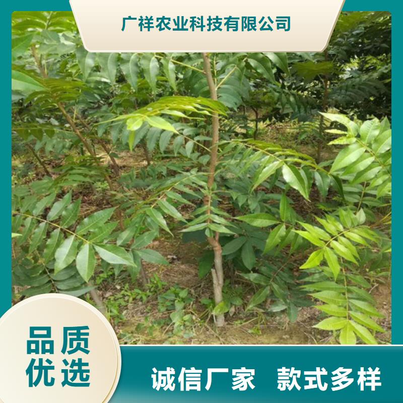 核桃苗大紅袍花椒苗產地工廠