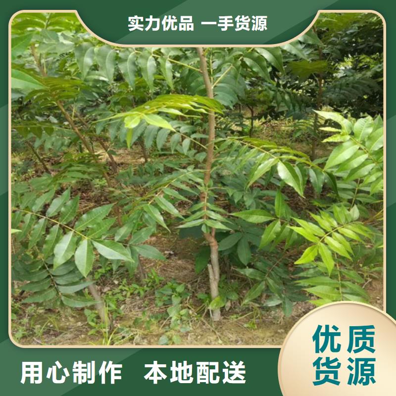 核桃苗藍寶石葡萄樹苗經久耐用