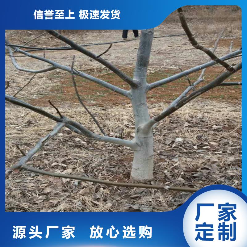 核桃苗,大棚草莓苗一站式供應廠家