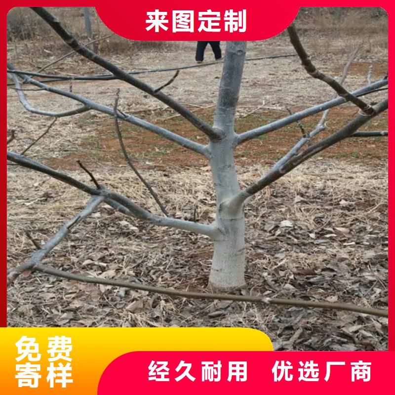 核桃苗徐香獼猴桃樹苗精選廠家好貨