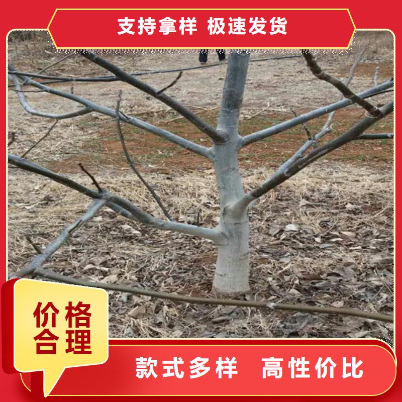 核桃苗黃金蘋(píng)果樹(shù)苗生產(chǎn)經(jīng)驗(yàn)豐富