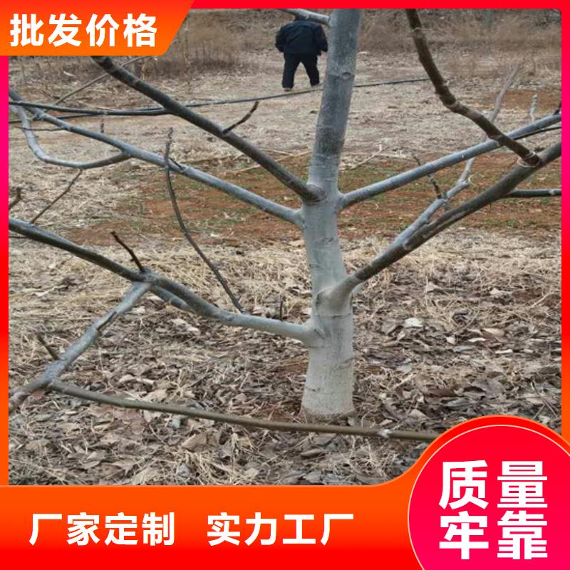 核桃苗_紅肉西梅優(yōu)良材質(zhì)