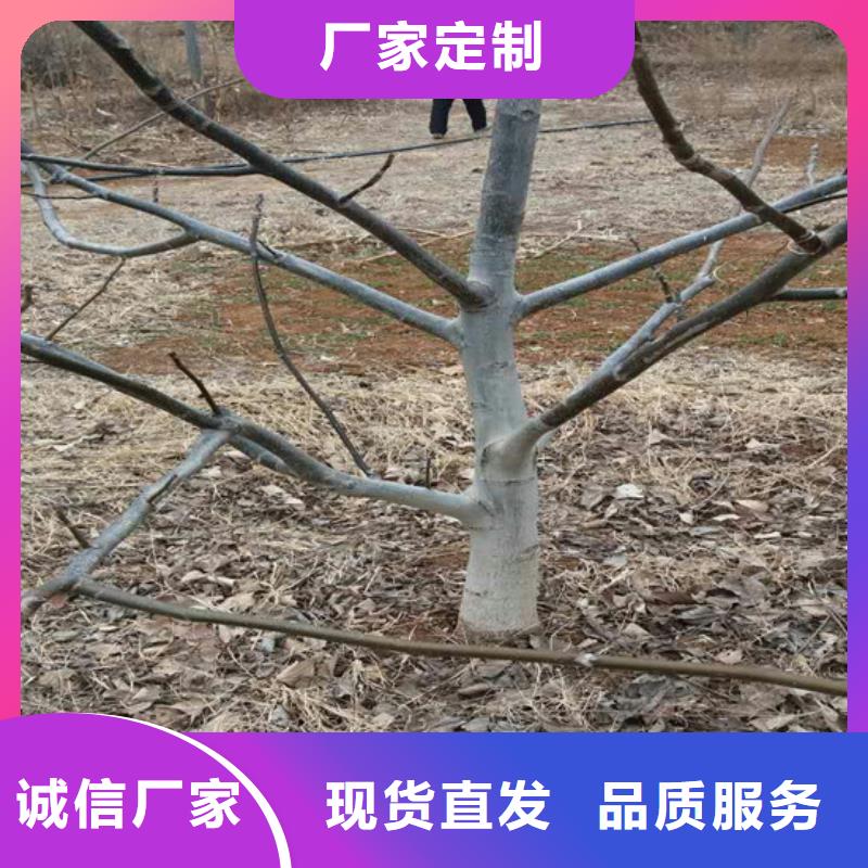 核桃苗蘋果苗量大更優(yōu)惠