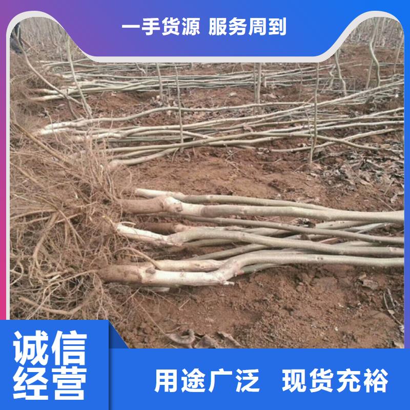 核桃苗藍寶石葡萄樹苗經久耐用