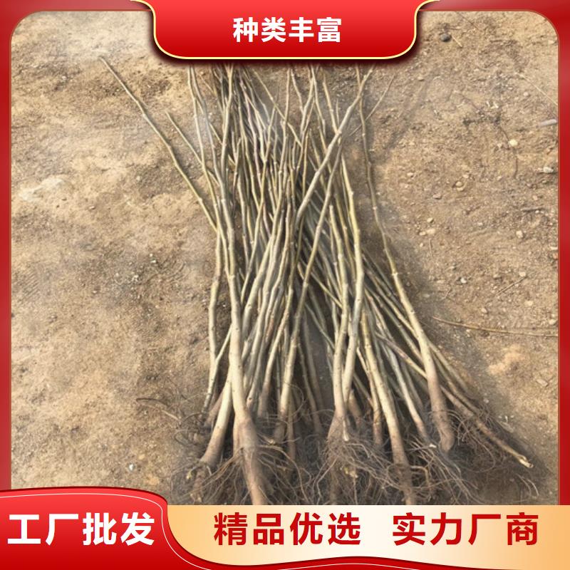 核桃苗果樹苗老品牌廠家