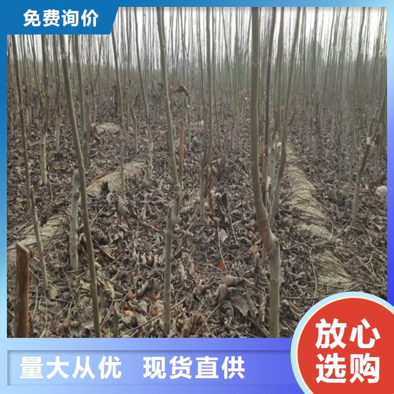 核桃苗黃金蘋(píng)果樹(shù)苗生產(chǎn)經(jīng)驗(yàn)豐富