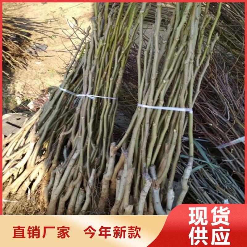 核桃苗_紅肉西梅優(yōu)良材質(zhì)