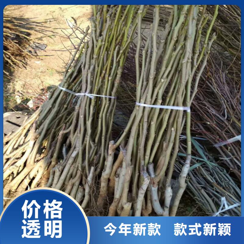 核桃苗_紅肉西梅優良材質