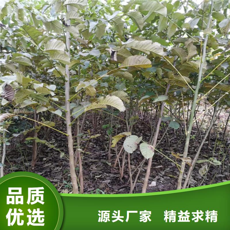核桃苗黃金蘋(píng)果樹(shù)苗生產(chǎn)經(jīng)驗(yàn)豐富