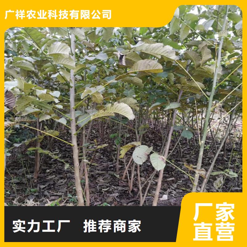 核桃苗梨樹苗品質好才是硬道理