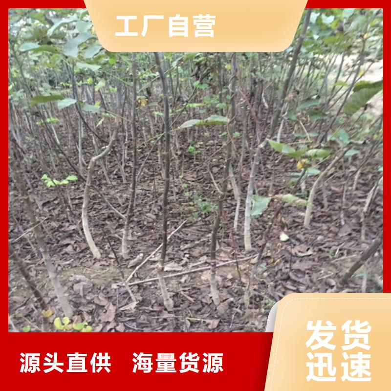 核桃苗藍寶石葡萄樹苗經久耐用