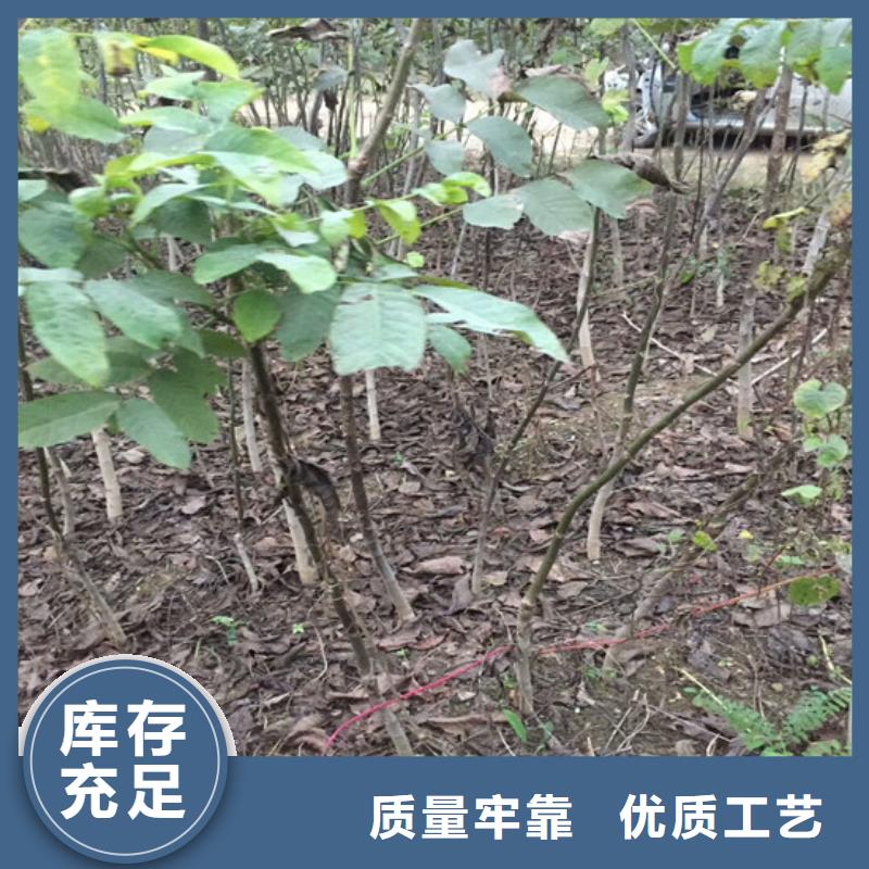 核桃苗蘋果苗基地用心服務(wù)