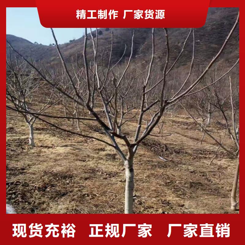 核桃苗【毛蟠桃樹苗】定制批發