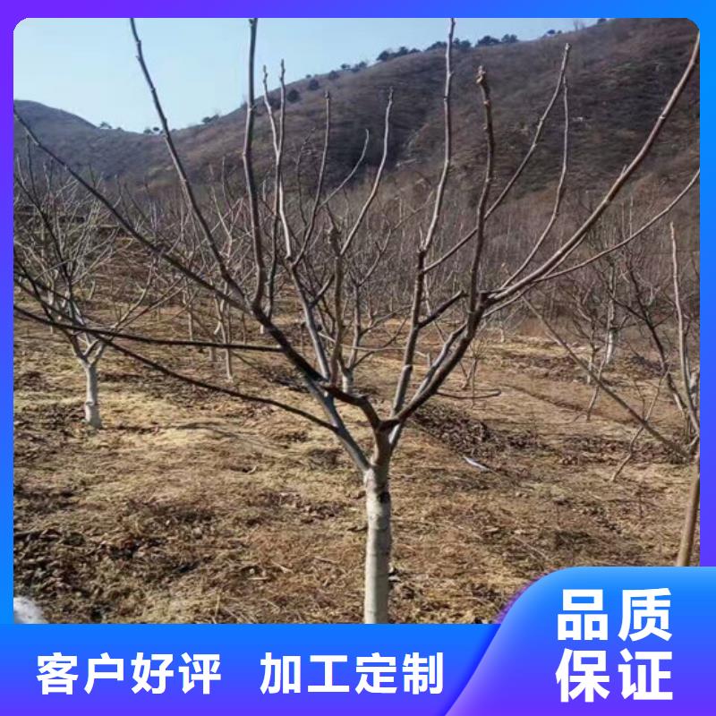 核桃苗果樹苗老品牌廠家
