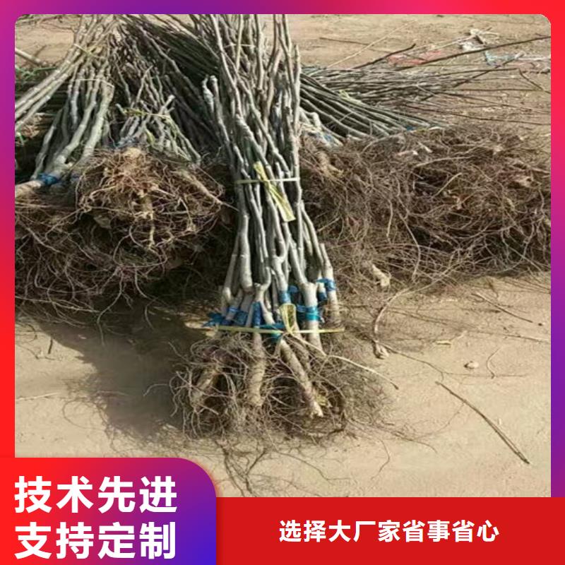 核桃苗果樹苗批發商
