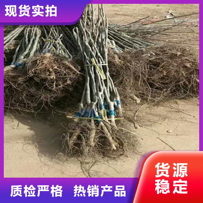 核桃苗大紅袍花椒苗產地工廠