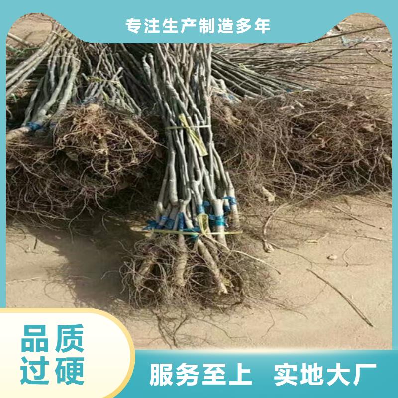 核桃苗藍寶石葡萄樹苗經久耐用
