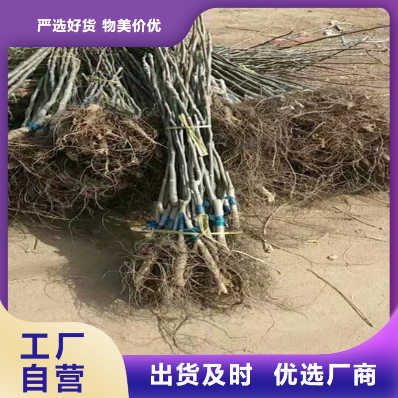 核桃苗大棚草莓苗品質好才是硬道理