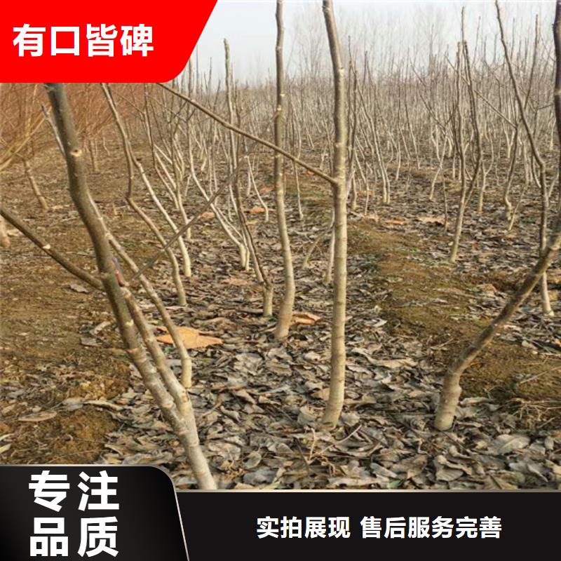 核桃苗,草莓苗價格真材實料加工定制