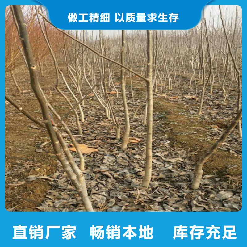 核桃苗梨樹苗品質好才是硬道理