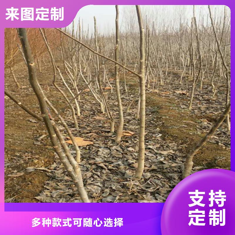 核桃苗_香梨樹苗廠家經(jīng)驗豐富