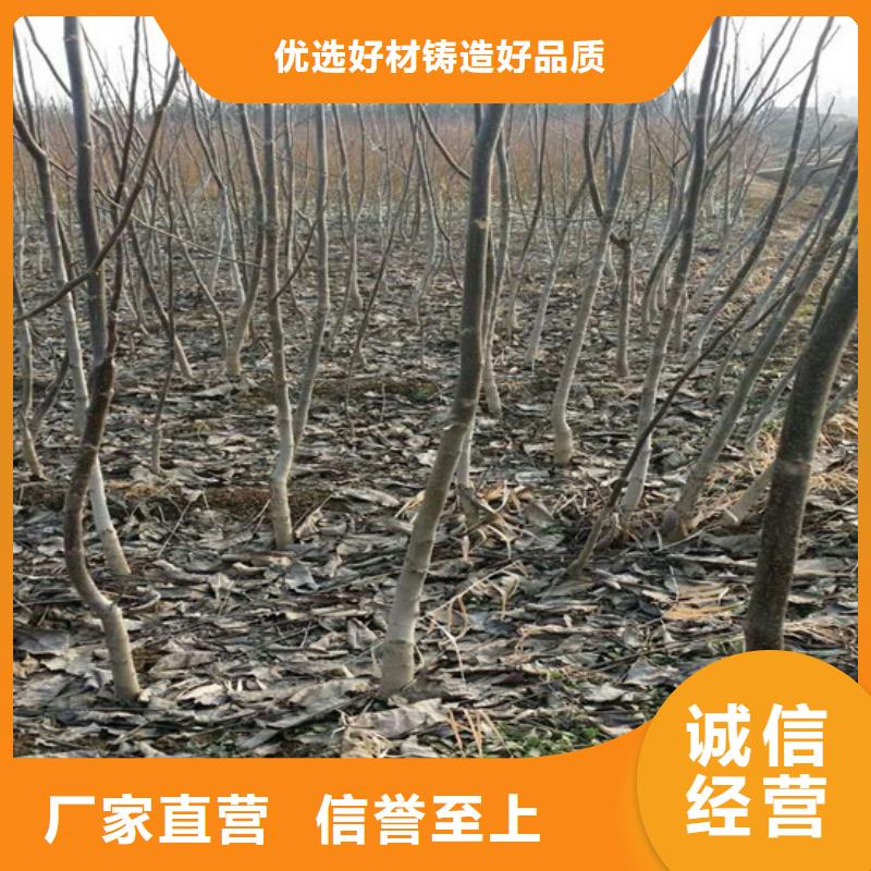 核桃苗果樹苗批發商