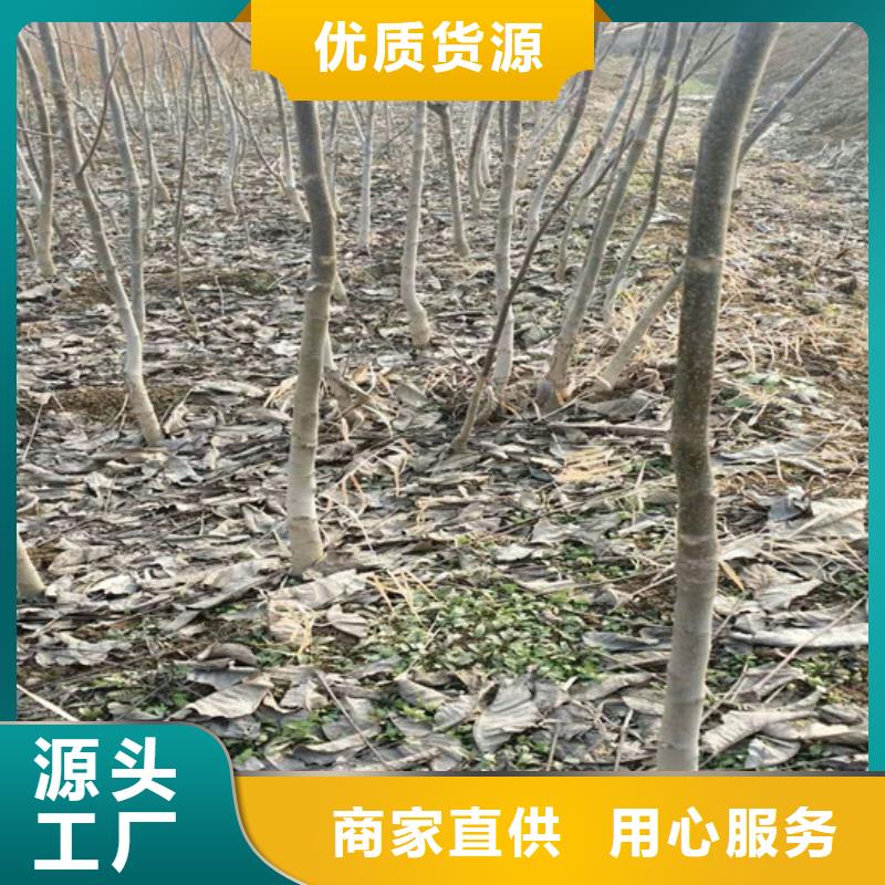 核桃苗果樹苗老品牌廠家