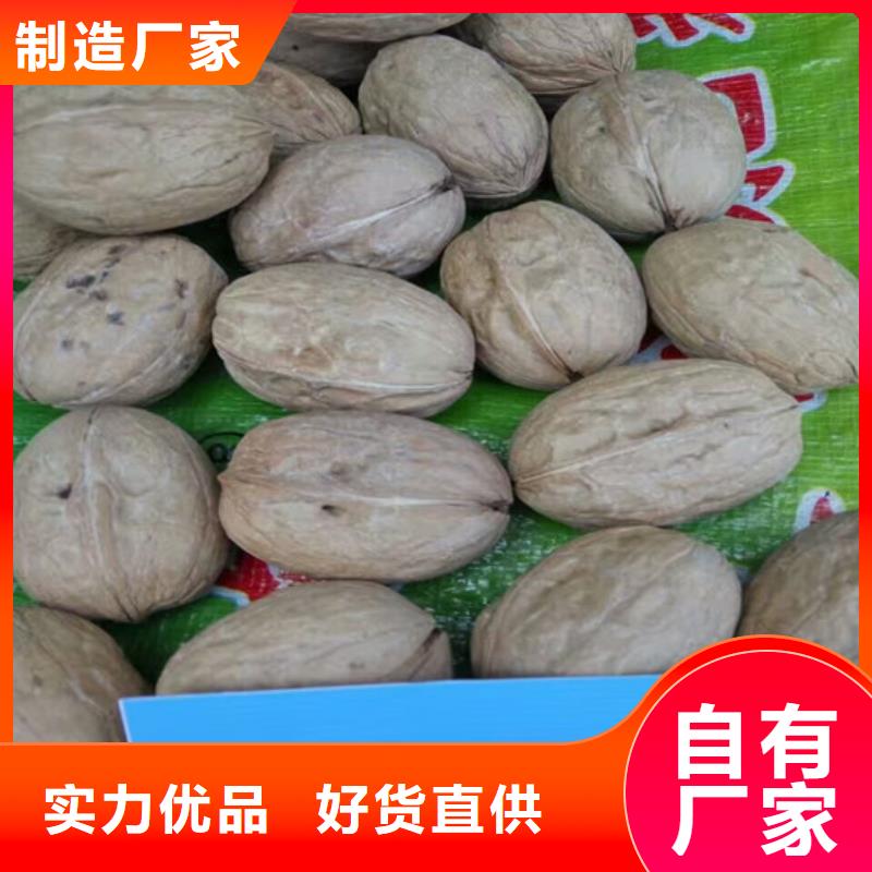 核桃苗果樹苗老品牌廠家