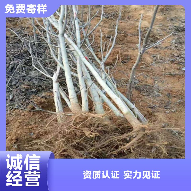 核桃苗草莓苗价格支持加工定制