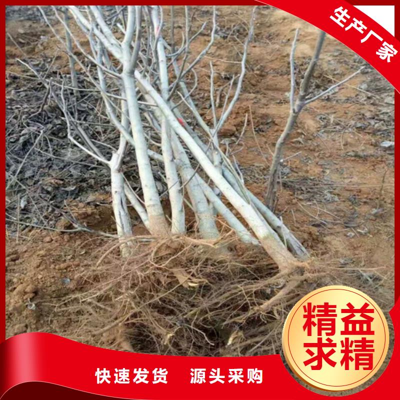 核桃苗冬雪蜜桃樹苗為您精心挑選
