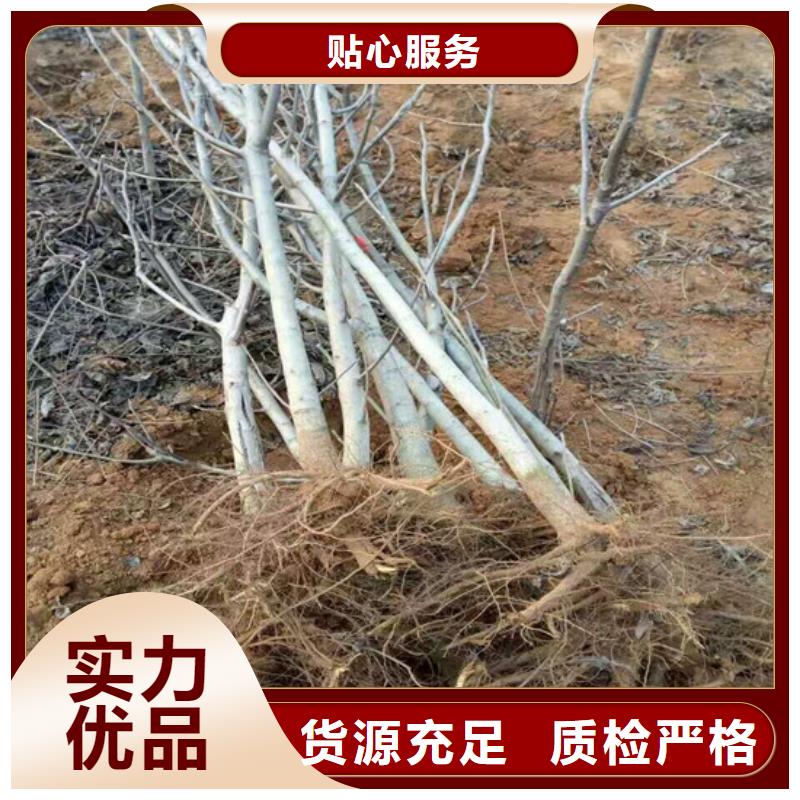 核桃苗蘋果苗基地用心服務