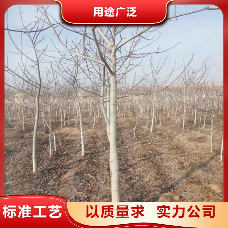 核桃苗【桃樹苗基地】廠家直銷規格多樣