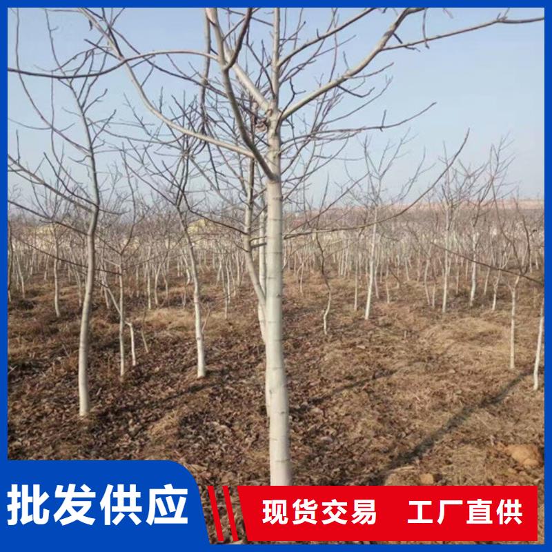 核桃苗大棚草莓苗品質好才是硬道理