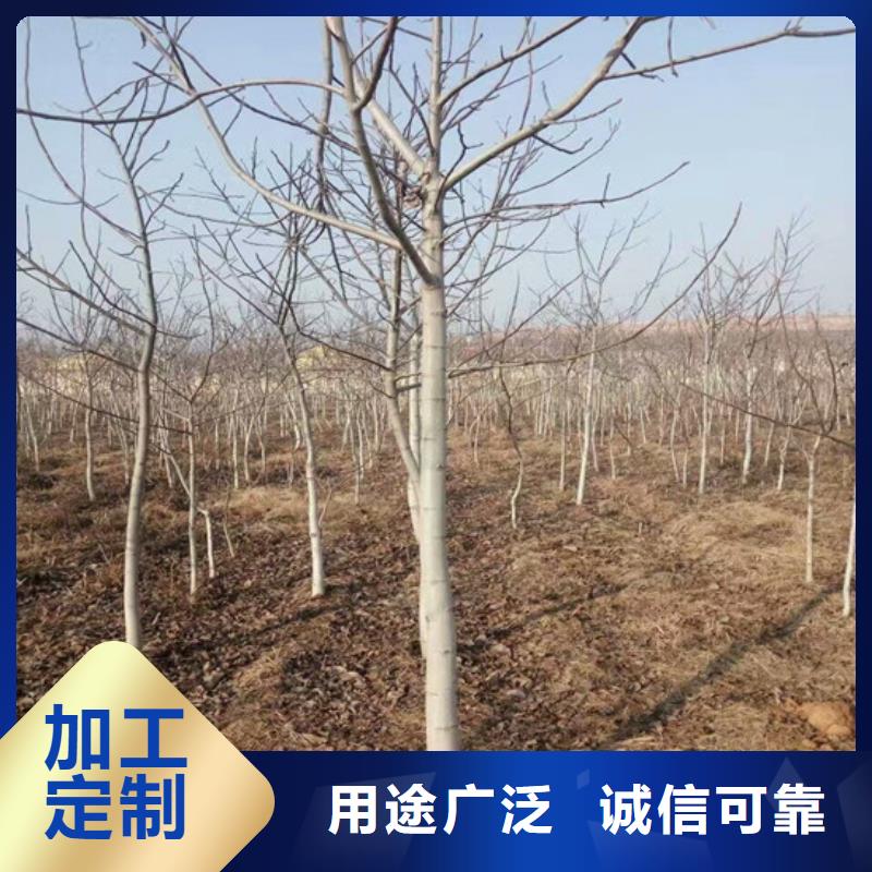 核桃苗大紅袍花椒苗產地工廠