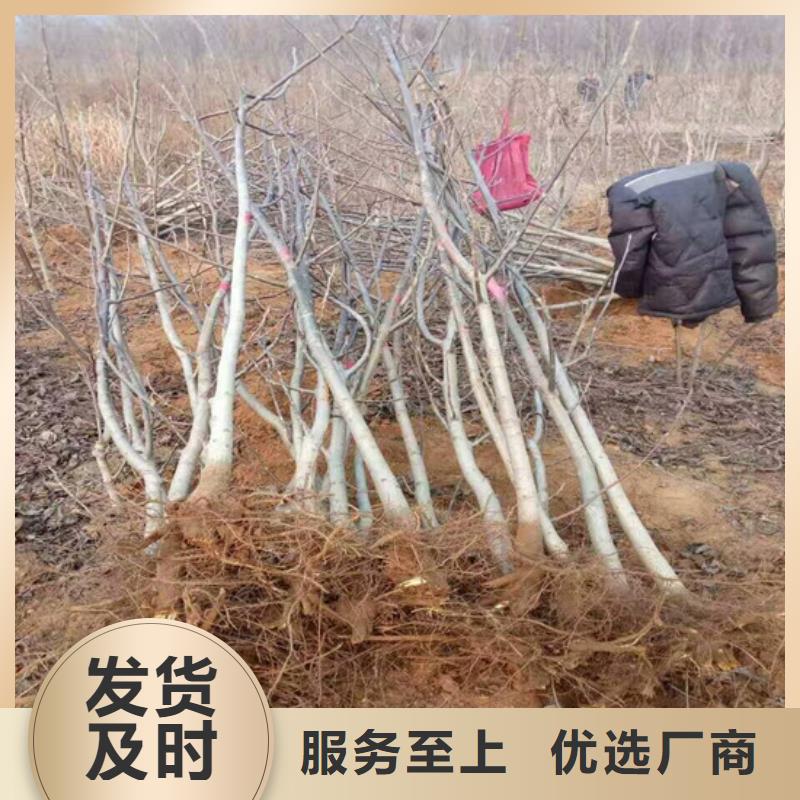 核桃苗_紅肉西梅優良材質