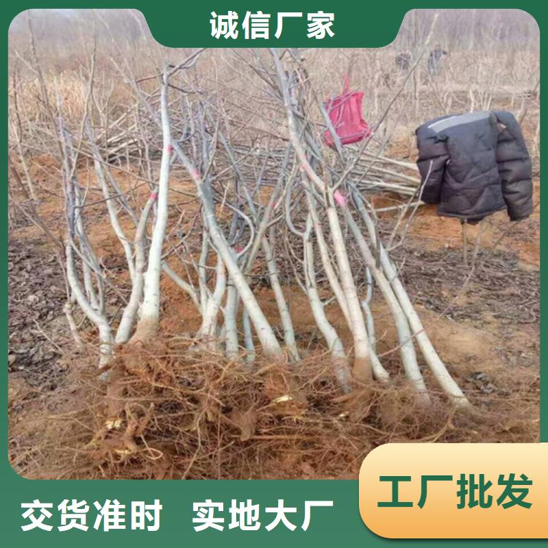 核桃苗黃金蘋(píng)果樹(shù)苗生產(chǎn)經(jīng)驗(yàn)豐富