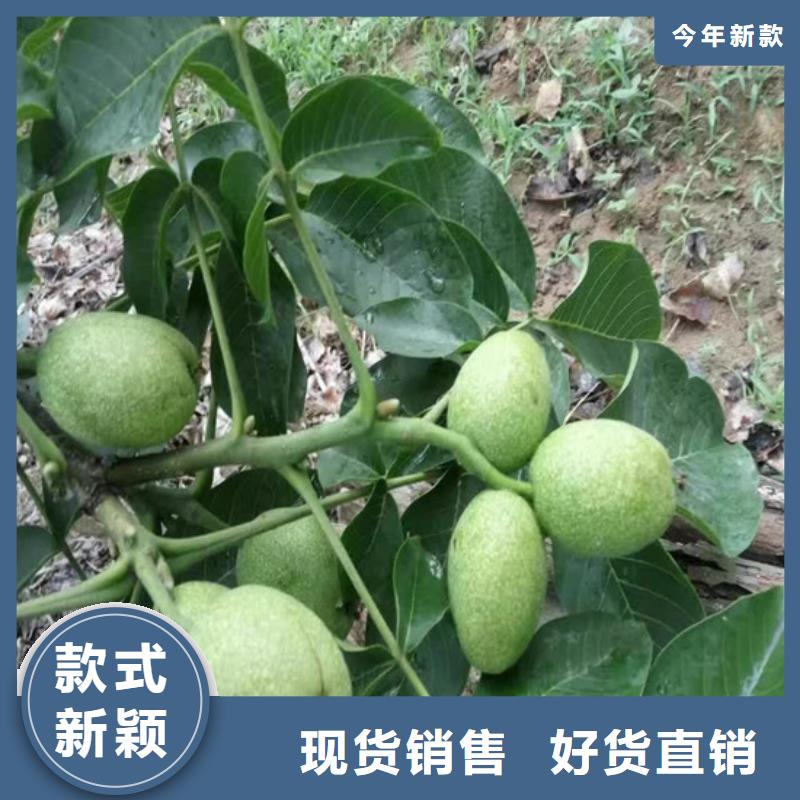 核桃苗果樹苗老品牌廠家